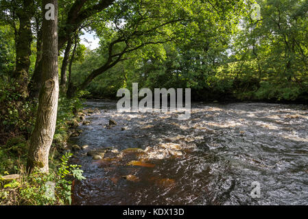 La rivière swale à ivelet bridge près de gunnerside dans swaledale, North Yorkshire, Angleterre. Banque D'Images