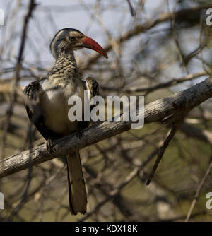 Calao à bec rouge, Kruger National Park, Afrique du Sud Banque D'Images