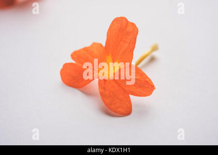 Gros plan de fleurs orange vif crossandras également connu sous le nom de fleurs aboli dans l'Inde, sur fond blanc ou noir, selective focus Banque D'Images