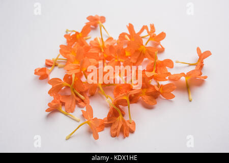 Gros plan de fleurs orange vif crossandras également connu sous le nom de fleurs aboli dans l'Inde, sur fond blanc ou noir, selective focus Banque D'Images