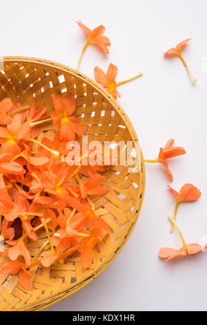 Gros plan de fleurs orange vif crossandras également connu sous le nom de fleurs aboli dans l'Inde, sur fond blanc ou noir, selective focus Banque D'Images