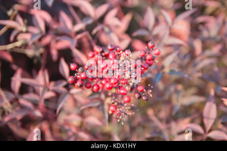 Bouquet d'aubépine baies rouges sur la branche Banque D'Images