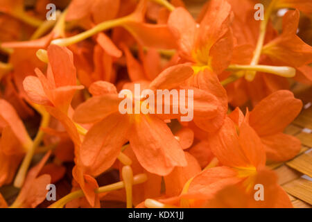 Gros plan de fleurs orange vif crossandras également connu sous le nom de fleurs aboli dans l'Inde, sur fond blanc ou noir, selective focus Banque D'Images