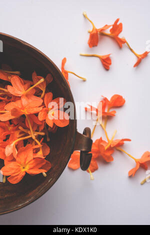 Gros plan de fleurs orange vif crossandras également connu sous le nom de fleurs aboli dans l'Inde, sur fond blanc ou noir, selective focus Banque D'Images