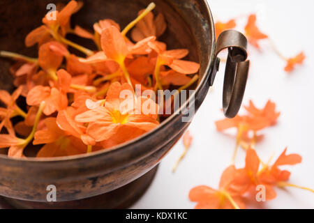 Gros plan de fleurs orange vif crossandras également connu sous le nom de fleurs aboli dans l'Inde, sur fond blanc ou noir, selective focus Banque D'Images