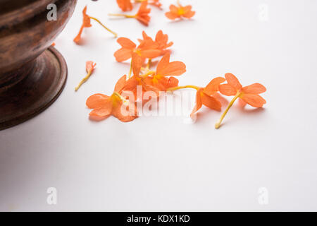 Gros plan de fleurs orange vif crossandras également connu sous le nom de fleurs aboli dans l'Inde, sur fond blanc ou noir, selective focus Banque D'Images