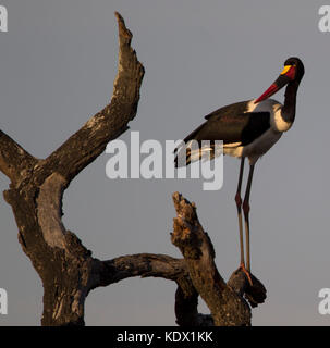 Saddle-billed stork perché sur arbre mort, Kruger National Park, Afrique du Sud Banque D'Images