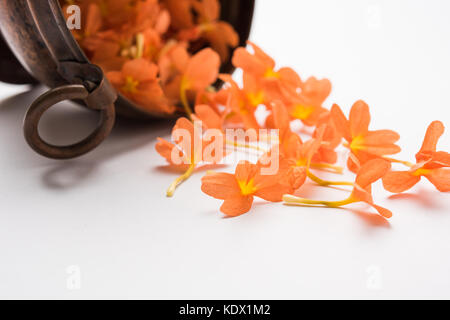 Gros plan de fleurs orange vif crossandras également connu sous le nom de fleurs aboli dans l'Inde, sur fond blanc ou noir, selective focus Banque D'Images