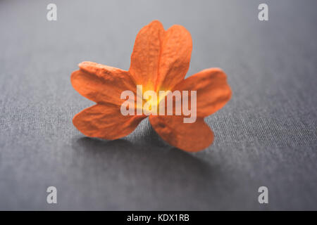 Gros plan de fleurs orange vif crossandras également connu sous le nom de fleurs aboli dans l'Inde, sur fond blanc ou noir, selective focus Banque D'Images