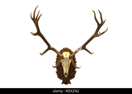 Beau trophée de chasse cerf rouge isolé sur fond blanc ( Cervus elaphus ) Banque D'Images