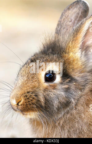 Portrait d'un mignon lapin domestique Banque D'Images