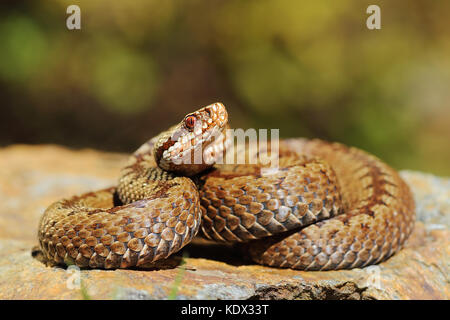 Communes traversées européennes pèlerin viper sur rock ( vipera berus ) Banque D'Images