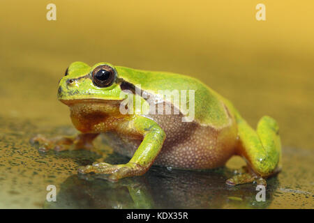 Rainette verte pleine longueur sur pied verre humide ( Hyla arborea ) Banque D'Images