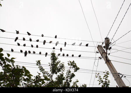 Groupe d'oiseaux pigeons reposant sur fil électrique de tree top Banque D'Images