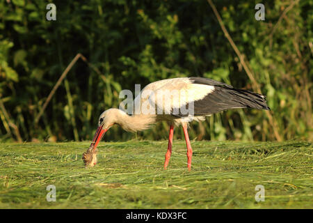 Cigogne blanche mangeant de chevreuils morts ( ciconia ) Banque D'Images