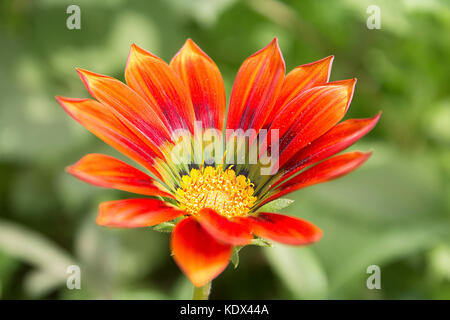 Gazania rouge fleur dans le parc Banque D'Images