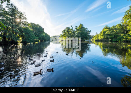 La faune dans le lac de wollaton Banque D'Images