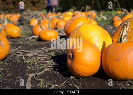 Étiquette de citrouille. L'anticipation d'Halloween. Banque D'Images