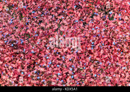 Ceratostigma plumbaginoides fond de tapis rouge d'automne, Leadwort, feuilles de couvre-sol Hardy Blue Plumbago Banque D'Images