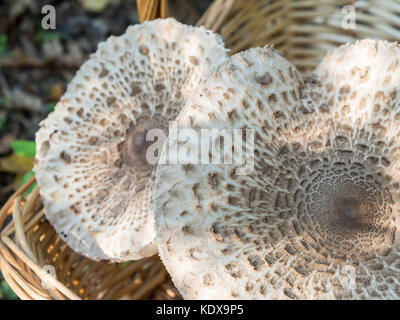 Libre de champignons comestibles collectées parasol ou macrolepiota procera dehors dans le panier, Berlin, Allemagne Banque D'Images