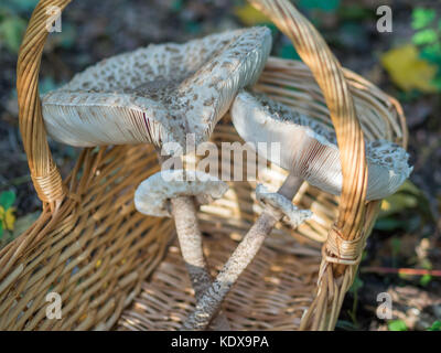 Libre de champignons comestibles collectées parasol ou macrolepiota procera dehors dans le panier, Berlin, Allemagne Banque D'Images