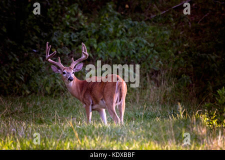 Grand buck whitetail deer standing dans une région boisée Banque D'Images