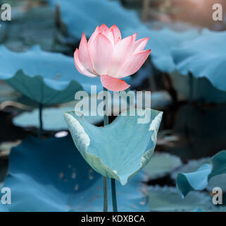 Fleur de Lotus et plantes fleur de lotus Banque D'Images