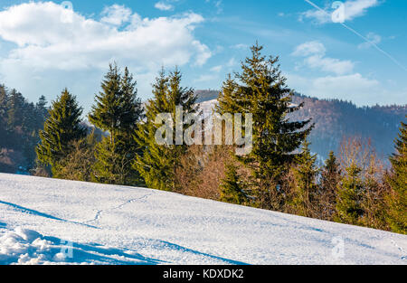 Les épinettes sur une pente de montagne enneigée. beaux paysages d'hiver par une belle journée ensoleillée Banque D'Images