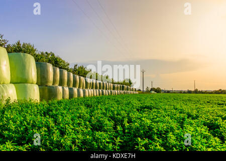 Champ de luzerne et empilées les balles de foin enveloppé dans du plastique en été au coucher du soleil dans la campagne de l'Orne, Normandie France Banque D'Images