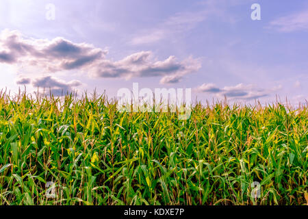 Bord d'un champ de maïs en été au coucher du soleil dans la campagne de Mayenne, en France Banque D'Images