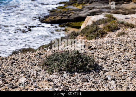 Plante poussant dans un environnement côtier aride sec sur l'île de Porto Santo, Portugal Banque D'Images