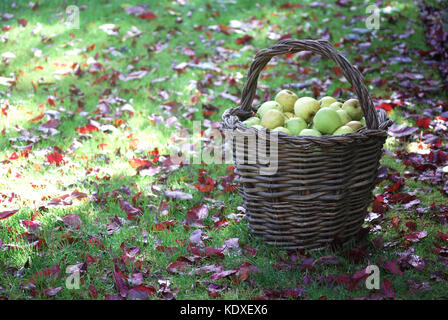 Panier rempli de pommes fraîchement cueillies Banque D'Images