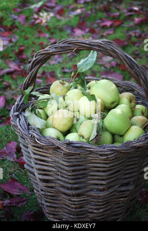 Panier rempli de pommes fraîchement cueillies Banque D'Images