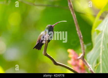 Amazilia hummingbird à croupion cuivre tobaci erythronotus collage hors de sa langue maternelle à la trinité. Banque D'Images