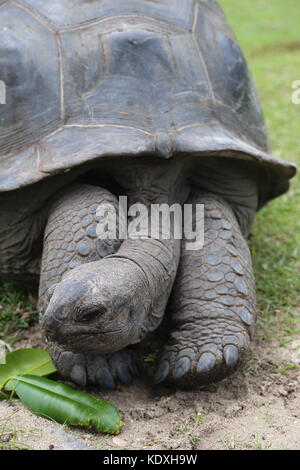 Tortue géante d'Aldabra reposant sur l'île de curieuse, seyechelles. Ces friendly tortue se déplacer librement autour de l'île. Banque D'Images