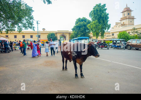 Jaipur, Inde - le 19 septembre 2017 : Promenades de vache, au milieu d'indifférents le trafic de voitures et motos de la ville Banque D'Images