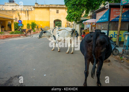 Jaipur, Inde - le 19 septembre 2017 : Promenades de vache, au milieu d'indifférents le trafic de voitures et motos de la ville Banque D'Images