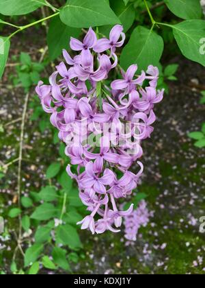 Belle fleur des grappes de lilas chinois en pleine floraison Banque D'Images