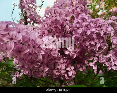 Belle fleur des grappes de lilas chinois en pleine floraison Banque D'Images
