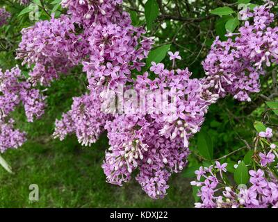 Belle fleur des grappes de lilas chinois en pleine floraison Banque D'Images