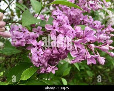 Belle fleur des grappes de lilas chinois en pleine floraison Banque D'Images