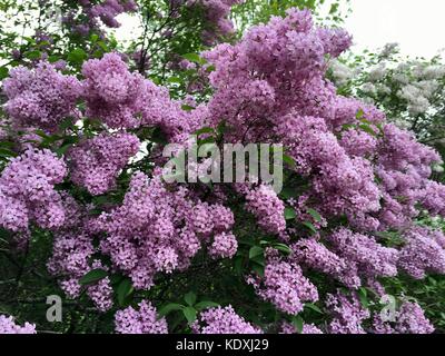 Belle fleur des grappes de lilas chinois en pleine floraison Banque D'Images