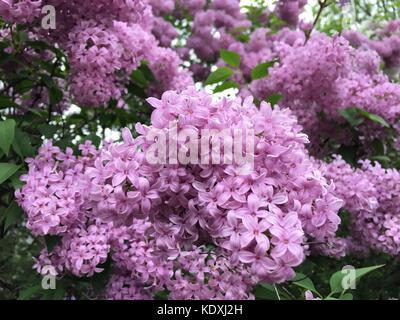 Belle fleur des grappes de lilas chinois en pleine floraison Banque D'Images