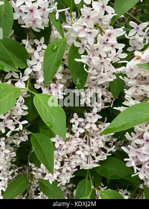 Belle fleur des grappes de lilas chinois en pleine floraison Banque D'Images