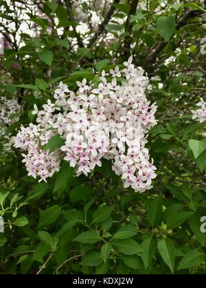 Belle fleur des grappes de lilas chinois en pleine floraison Banque D'Images