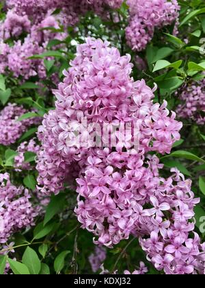 Belle fleur des grappes de lilas chinois en pleine floraison Banque D'Images