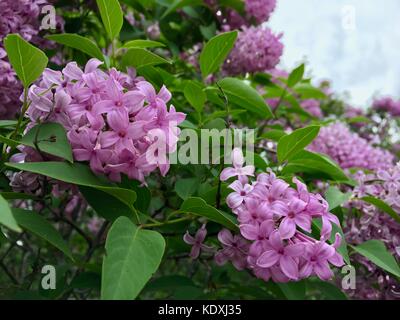 Belle fleur des grappes de lilas chinois en pleine floraison Banque D'Images