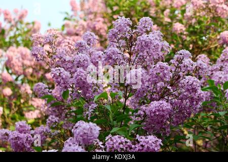 Belle fleur des grappes de lilas chinois en pleine floraison Banque D'Images