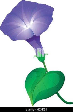 Gloire du matin fleur en couleur violet sur blanc illustration Illustration de Vecteur