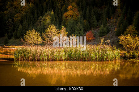 Paysage d'automne. petit lac près de la forêt à l'automne. il y a des arbres et des roseaux reflets dans l'eau Banque D'Images